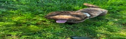 Cockapoo dogs for stud:  F1 Stud available for right dogs only  - Advert 5