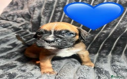 Boxer dogs for sale: Gorgeous litter of red and white boxers.  - Image 25