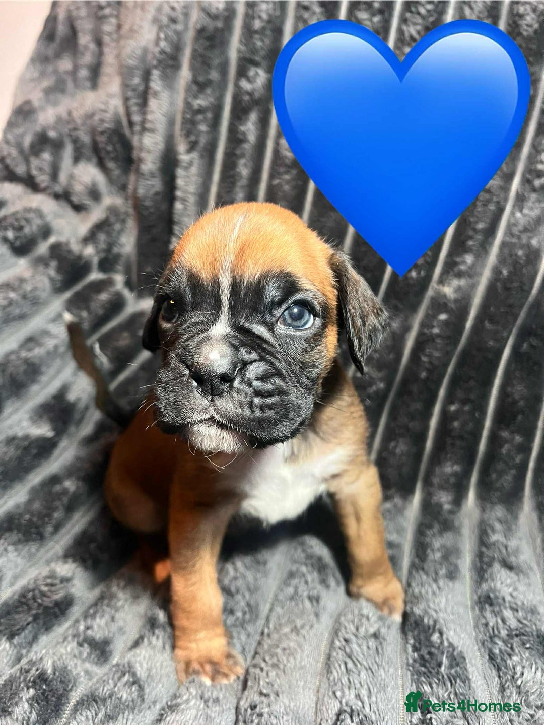 Boxer dogs for sale: Gorgeous litter of red and white boxers.  - Image 25