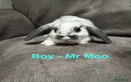 Mini Lop rabbits for sale: Gorgeous Bucks available  - Image 1