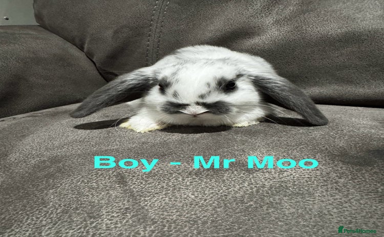 Mini Lop rabbits - Advert 1