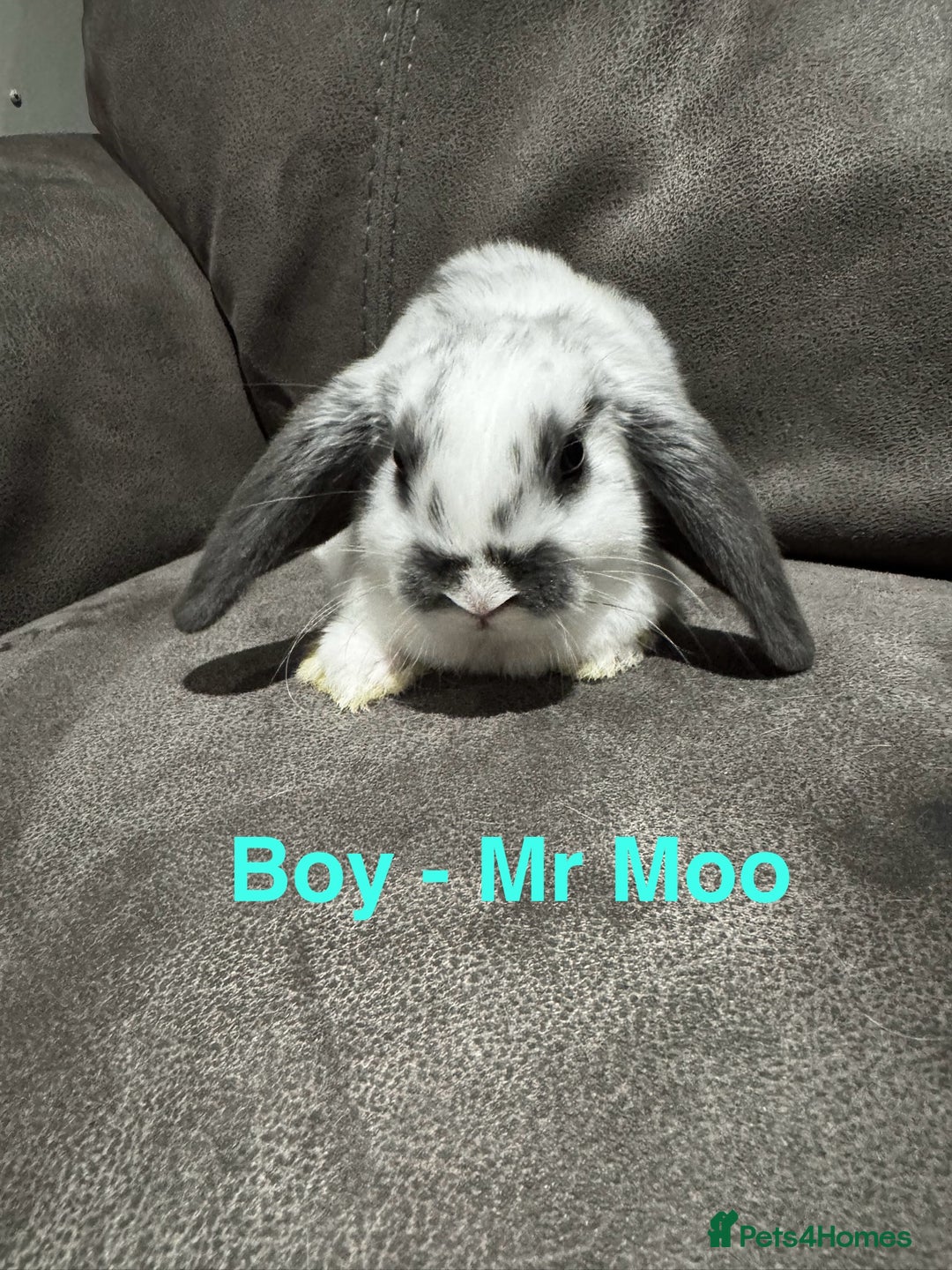 Mini Lop rabbits for sale: Gorgeous Bucks available  - Image 1