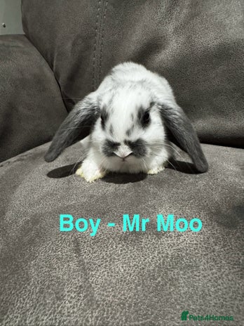 Mini Lop rabbits - Advert 13