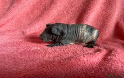 Guinea Pig rodents for sale: skinny pigs and werewolf’s  - Image 5