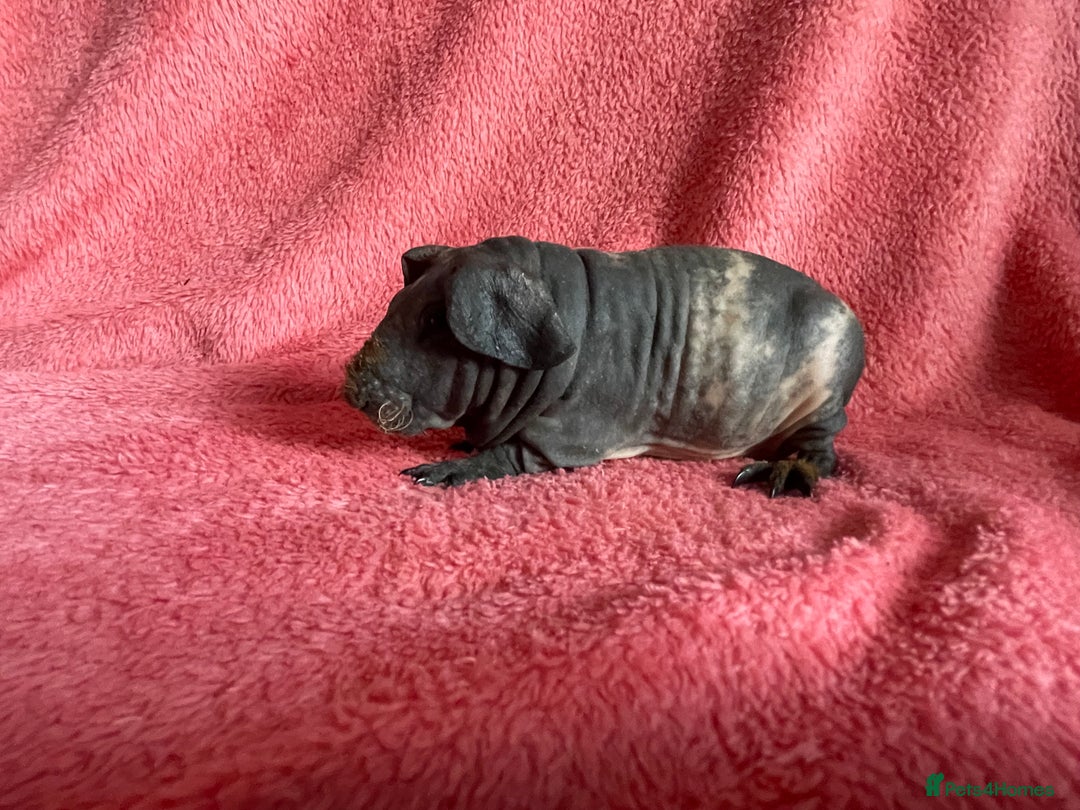 Guinea Pig rodents for sale: skinny pigs and werewolf’s  - Image 5