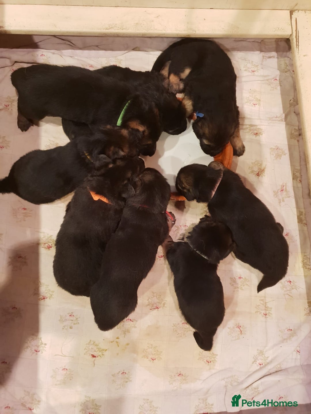German Shepherd dogs for sale: German shepherd puppies - Advert 2