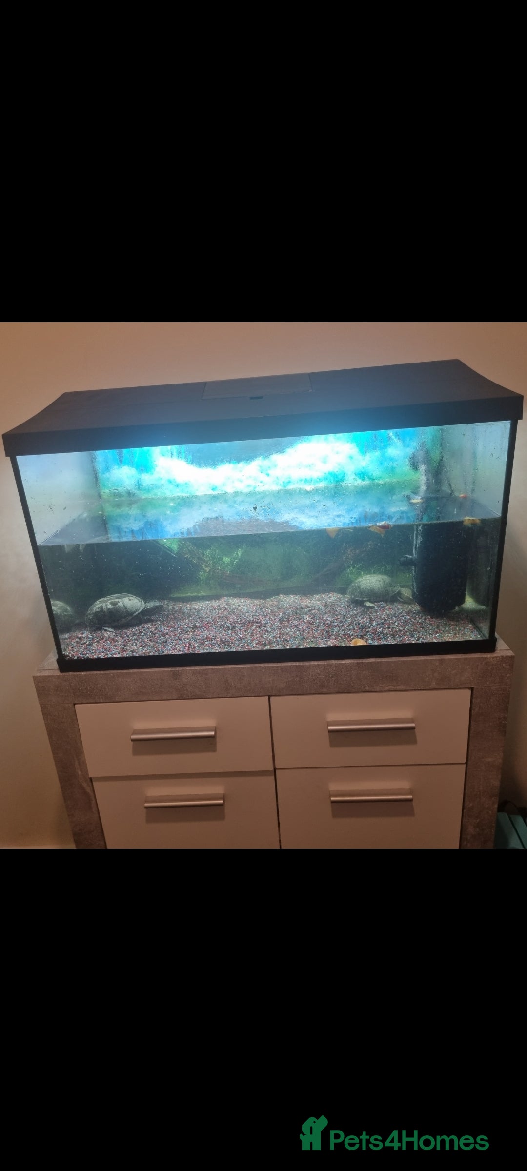 Terrapin reptiles for sale: 2 musk turtles for sale - Advert 1