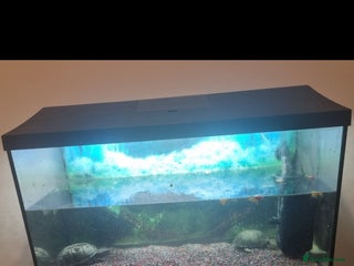 Terrapin reptiles 2 musk turtles for sale - Advert 1