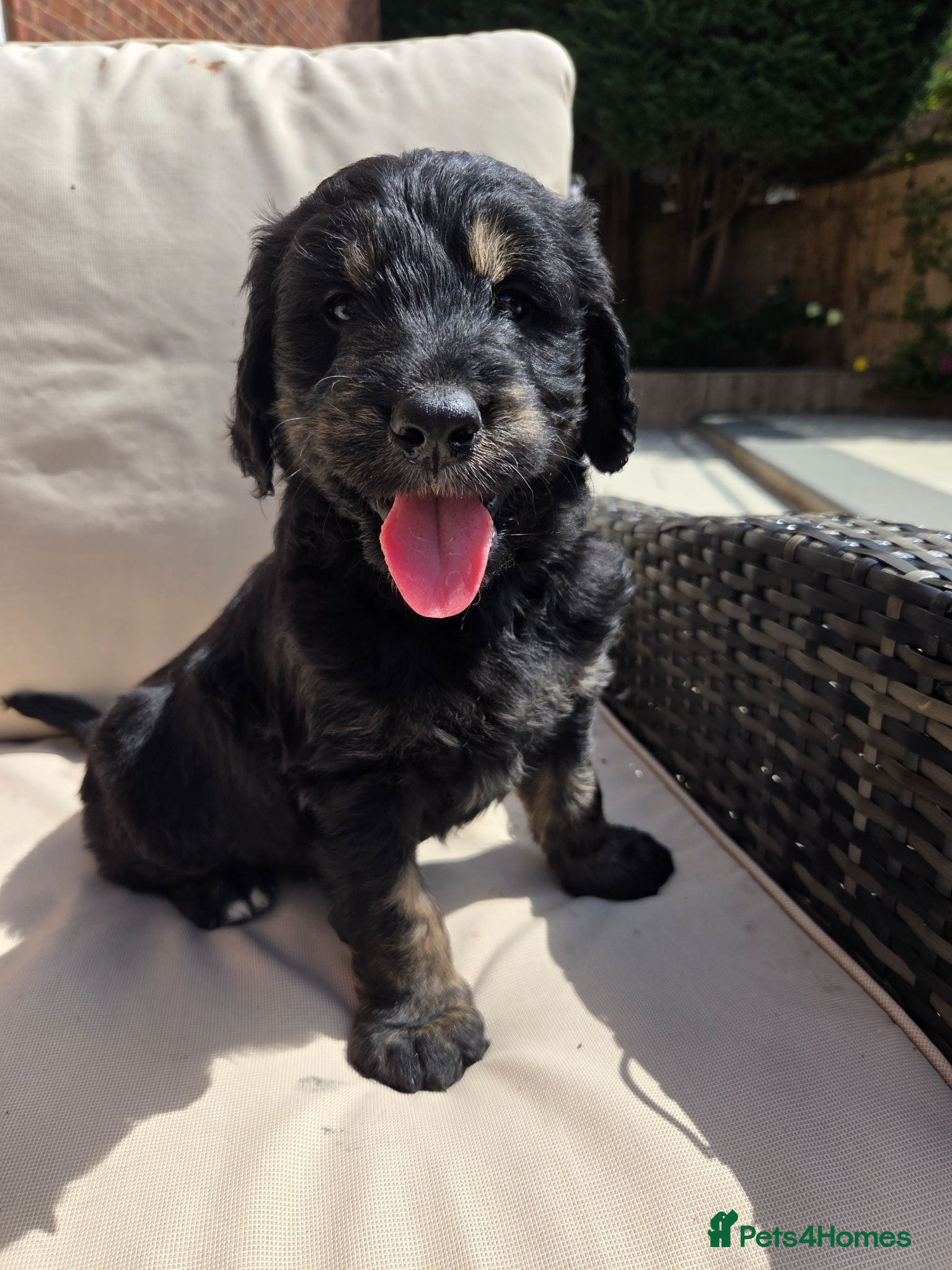 Goldendoodle dogs F1 Goldendoodle Puppies - Ready to go home🐾  - Advert 2