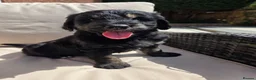 Goldendoodle dogs for sale: F1 Goldendoodle Puppies - Ready to go home🐾  - Advert 11