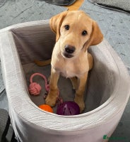 Labrador Retriever dogs - Advert 11