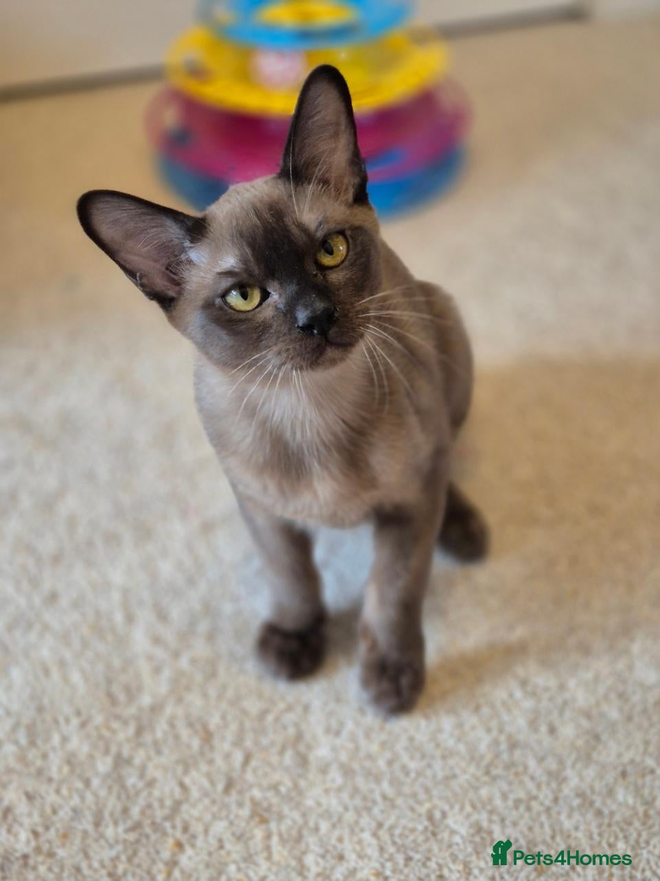 Burmese cats Gorgeous Pedigree Brown Male Burmese Kitten - Advert 6