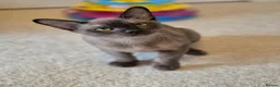 Burmese cats for sale: Gorgeous Pedigree Burmese Kittens - Advert 8