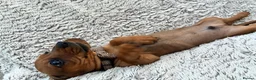 Miniature Dachshund dogs for sale: Only 1 Boy pup left  - Advert 8