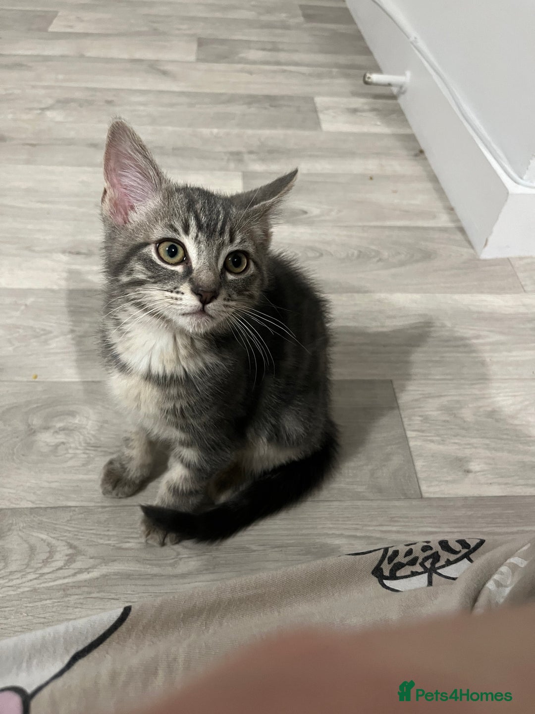 Mixed Breed cats for sale: Beautiful playful sweethearts - Image 6