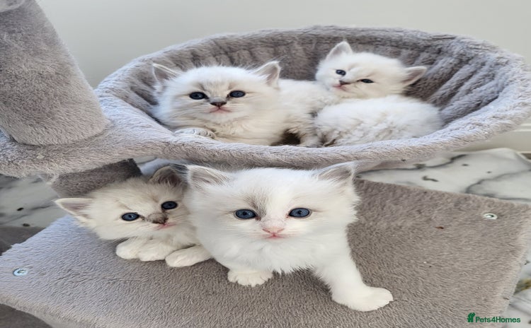 Ragdoll cats - Advert 4