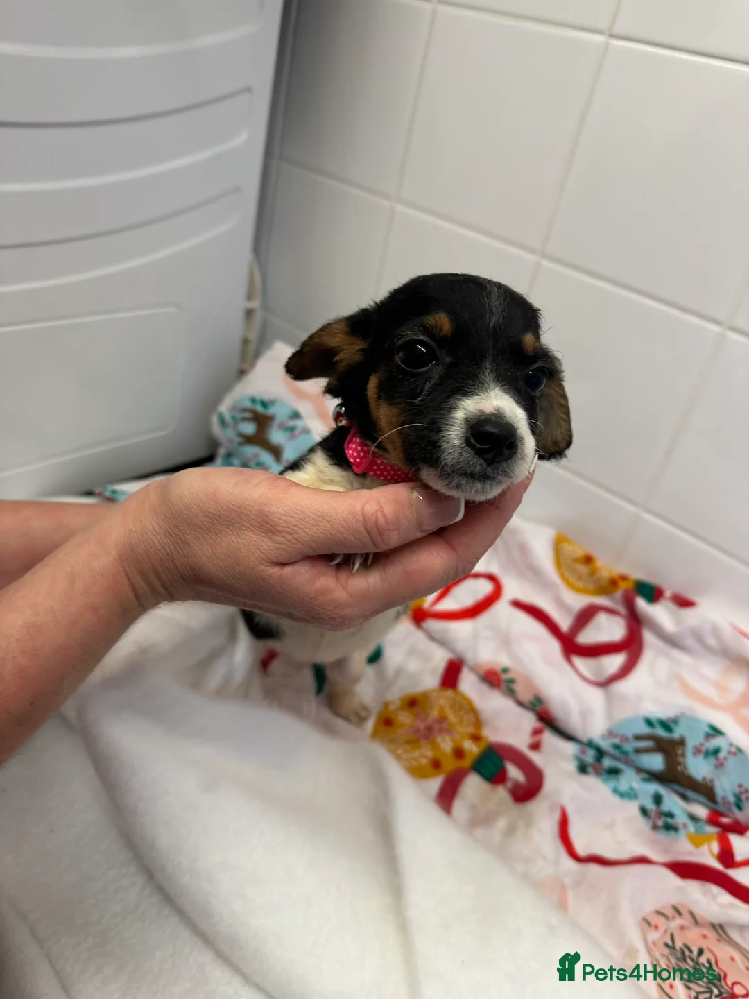 Jack Russell dogs for sale: 5 beautiful Jack russel puppies  - Advert 2