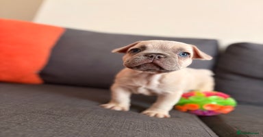 French Bulldog dogs - Advert 1