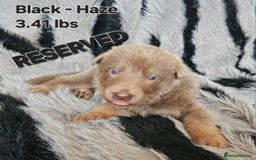 German Shepherd dogs for sale: 🔹️6 Health tested Pedigree gsp's available🔹️ - Image 9