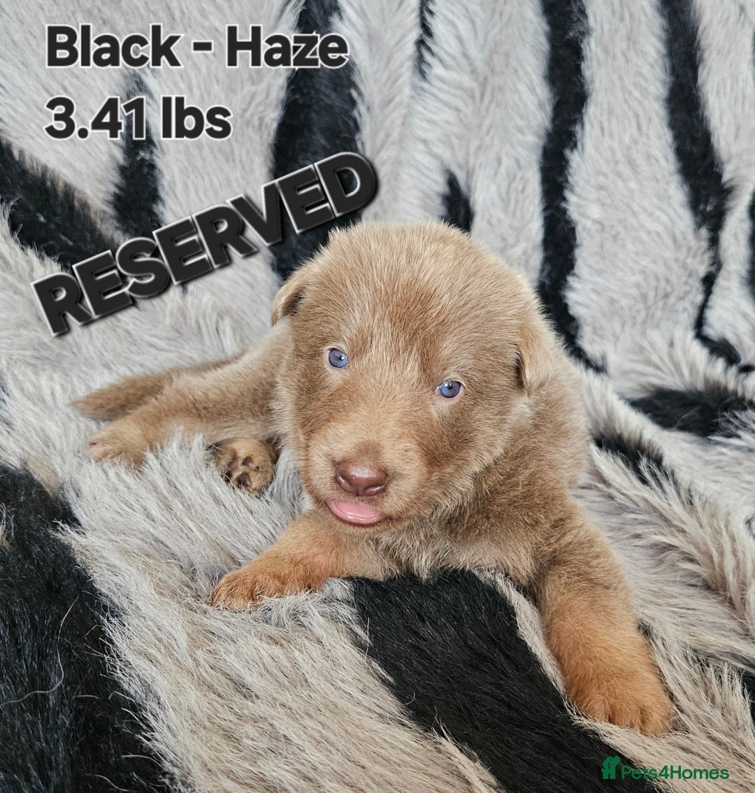 German Shepherd dogs for sale: 🔹️6 Health tested Pedigree gsp's available🔹️ - Image 9