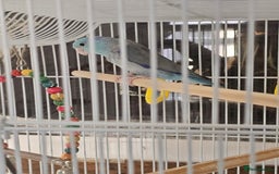 Parrots birds for sale: South Pacific parrolet (blue/puple) - Image 1