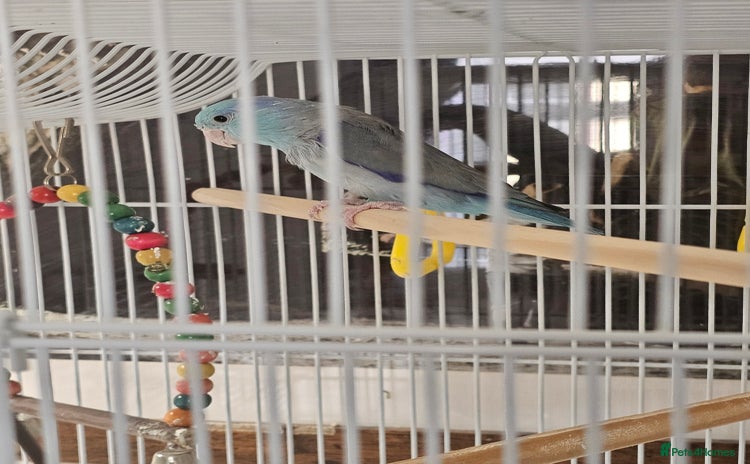 Parrots birds - Advert 4