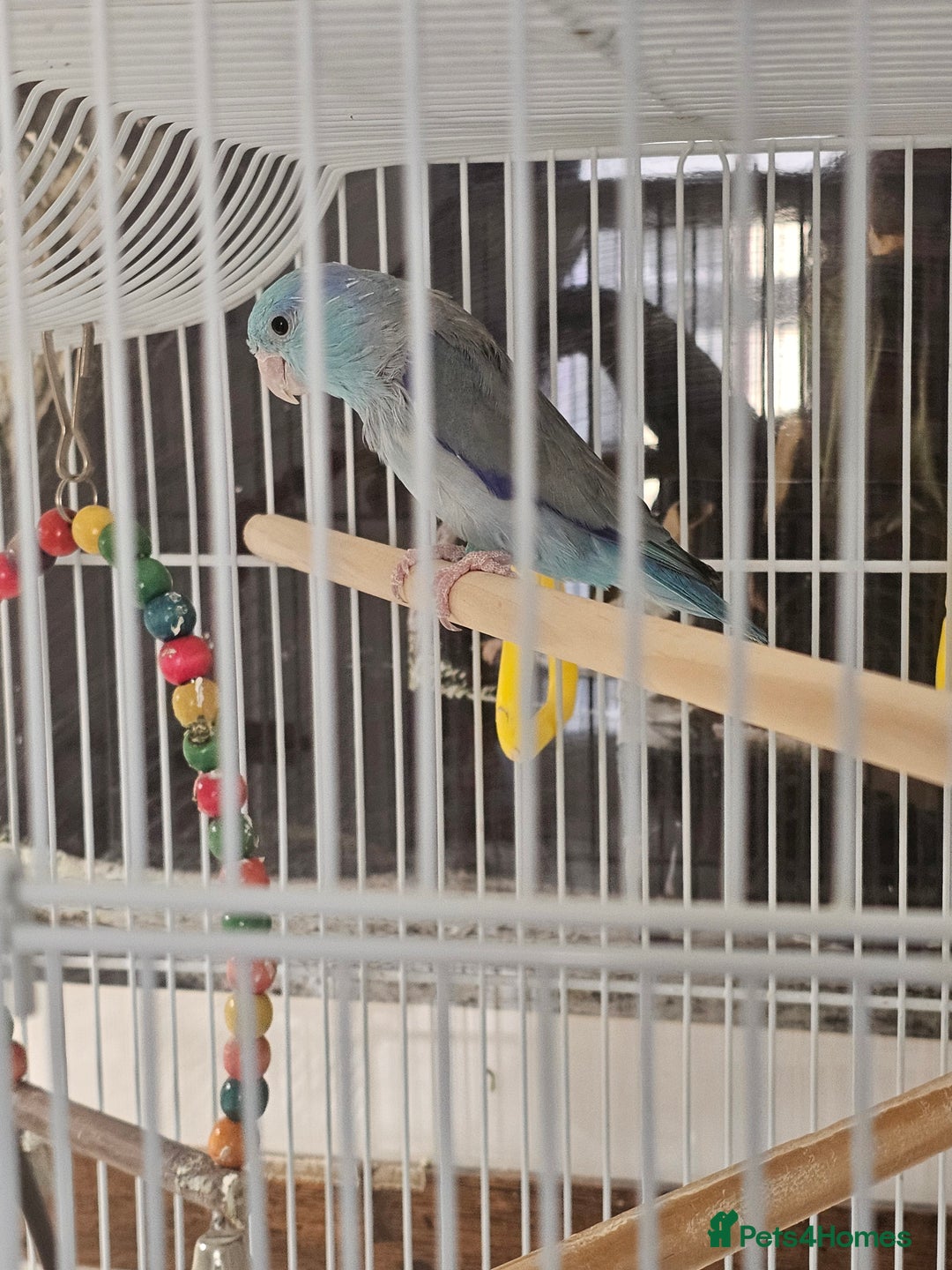 Parrots birds for sale: South Pacific parrolet (blue/puple) - Image 1