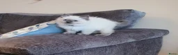 Ragdoll cats for sale: 🐈💕Gorgeous GCCF Blue Point Kittens💕🐈 in Preston - Advert 24