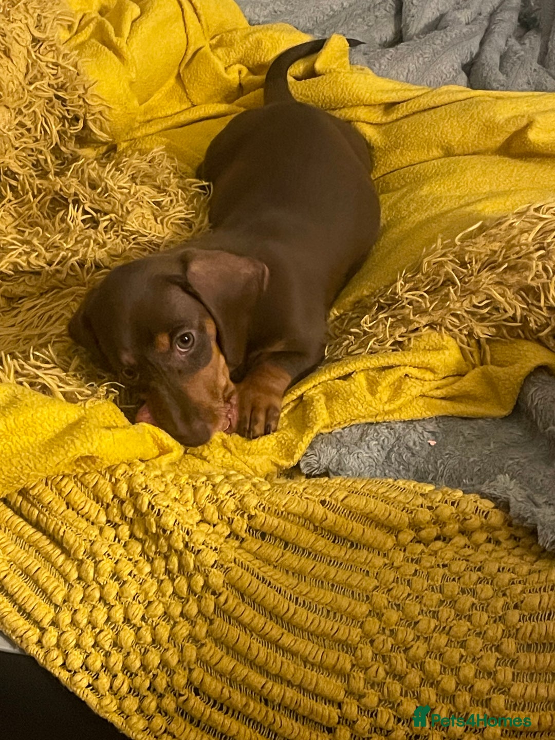 Miniature Dachshund dogs for sale: READY NOW Miniature Dachshund puppy 1 girl left in Caerphilly - Image 2