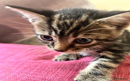 British Shorthair cats for sale: Beautiful tabby kittens looking for forever homes - Image 3