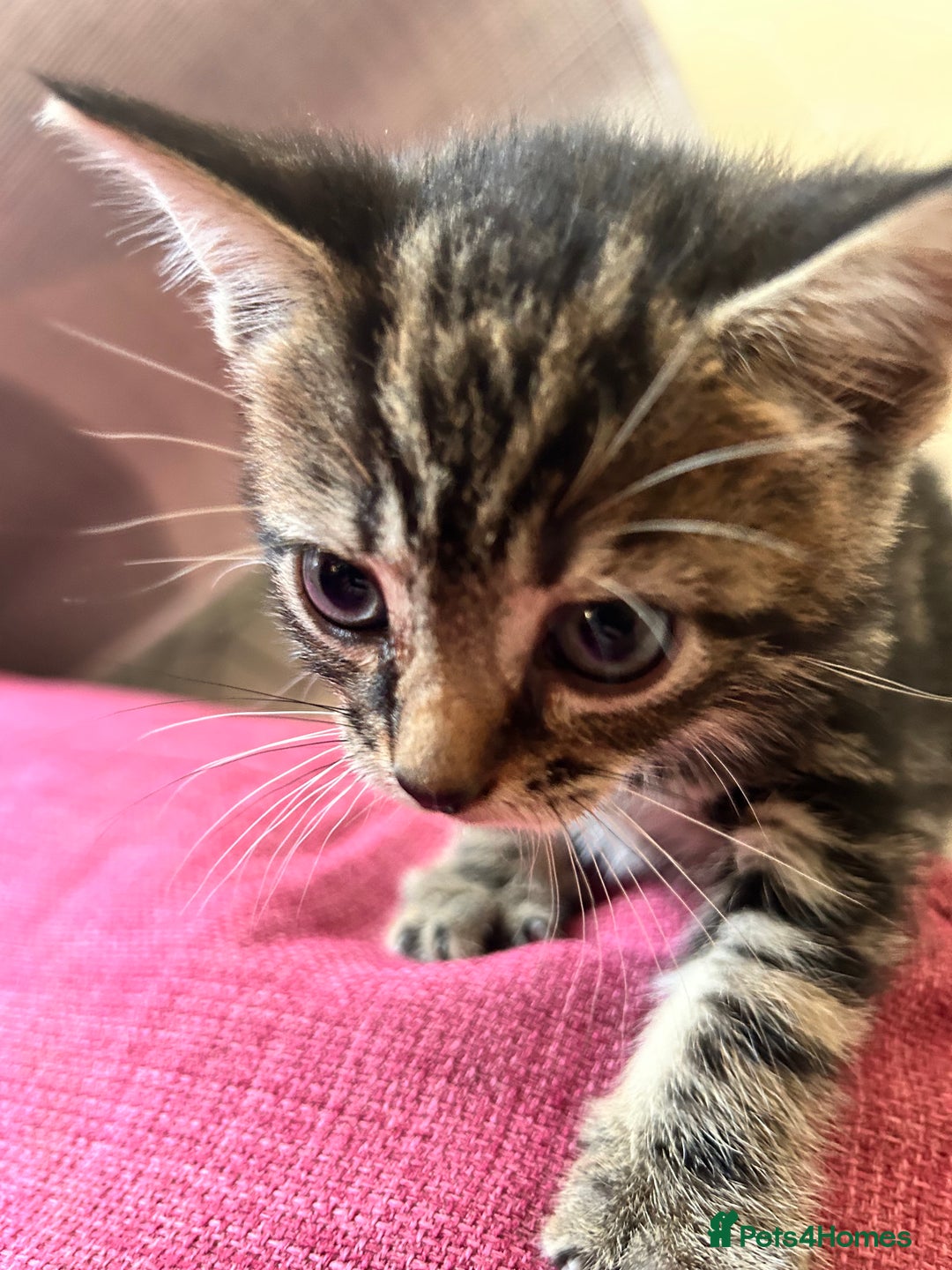 British Shorthair cats for sale: Beautiful tabby kittens looking for forever homes - Image 3