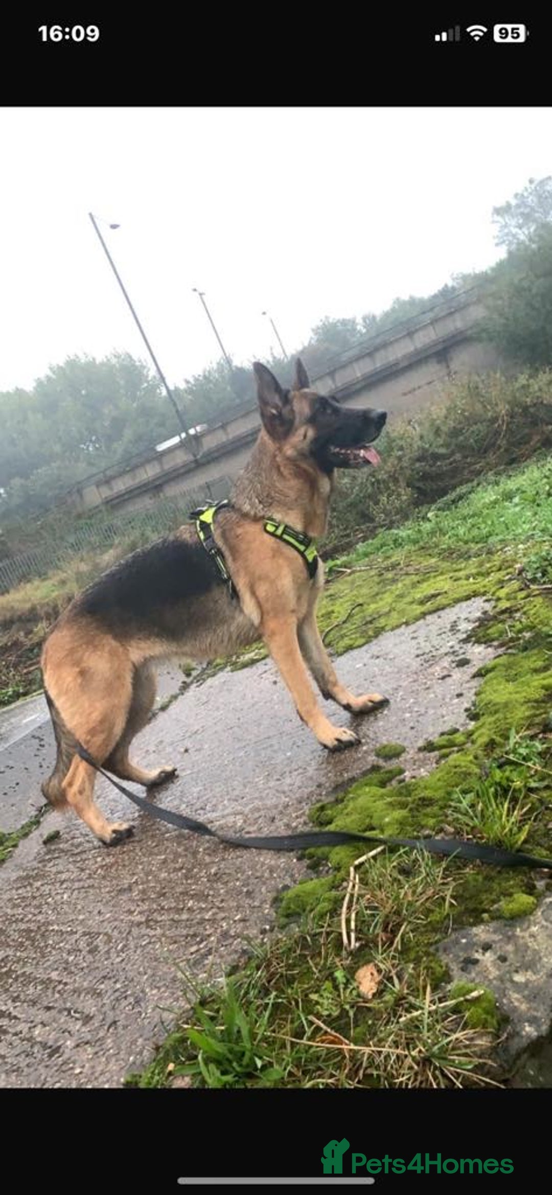 German Shepherd dogs for sale: German shepherd girl  kc registered  - Image 4