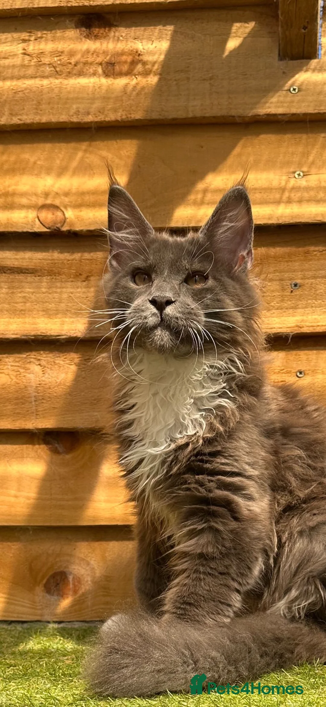 Maine Coon cats for stud: Dual registered Champion winner Maine coon stud in Manningtree - Advert 20