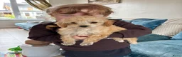 Toy Poodle dogs for sale: Beautiful Litter of Toy Poodle Pups  - Advert 4