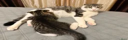 Mixed Breed cats for sale: Beautiful male kitten with folded ears in London - Advert 16