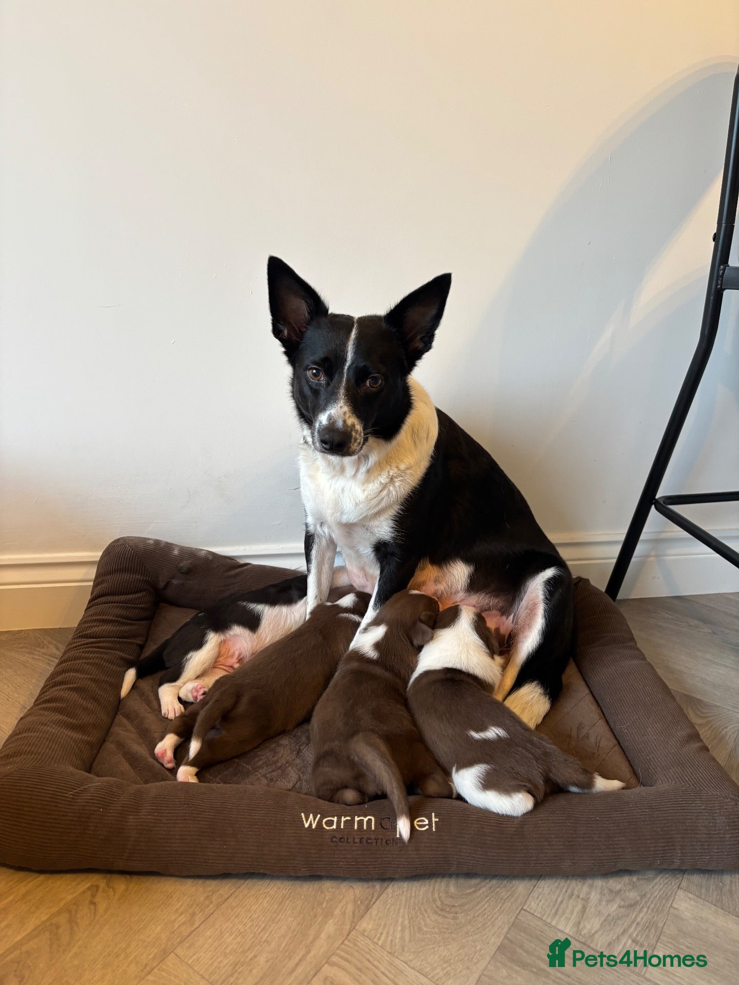 Border Collie dogs for sale: Full Breed Border Collie Puppies - Advert 11