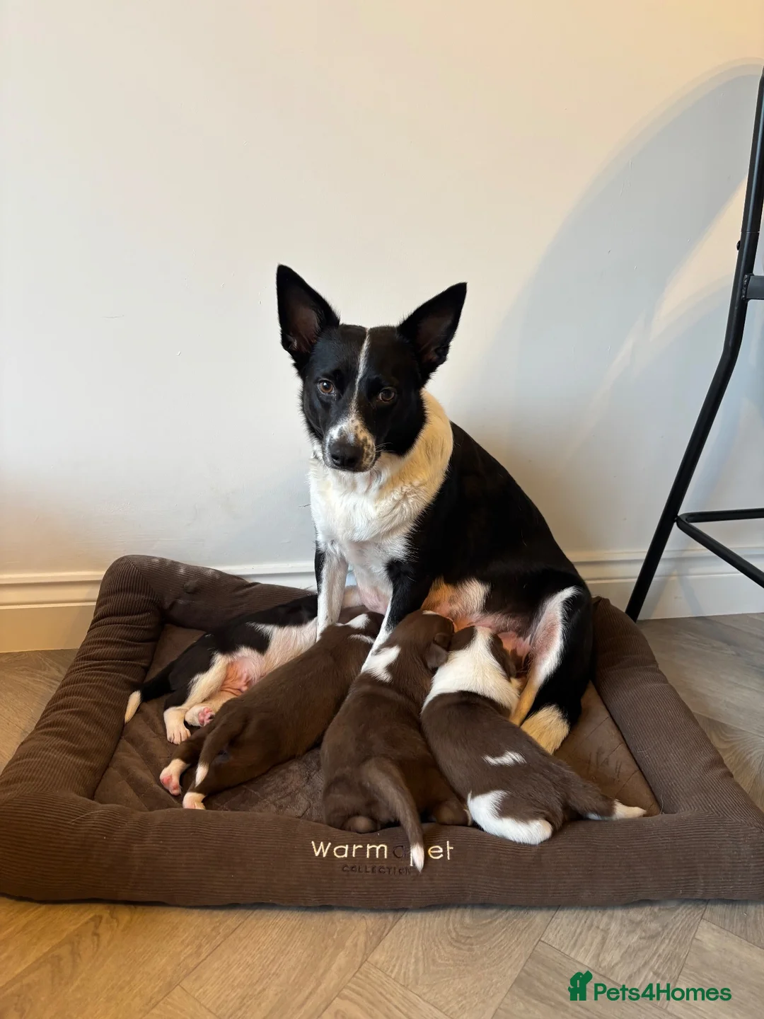 Border Collie dogs for sale: Full Breed Border Collie Puppies in Congleton - Advert 1