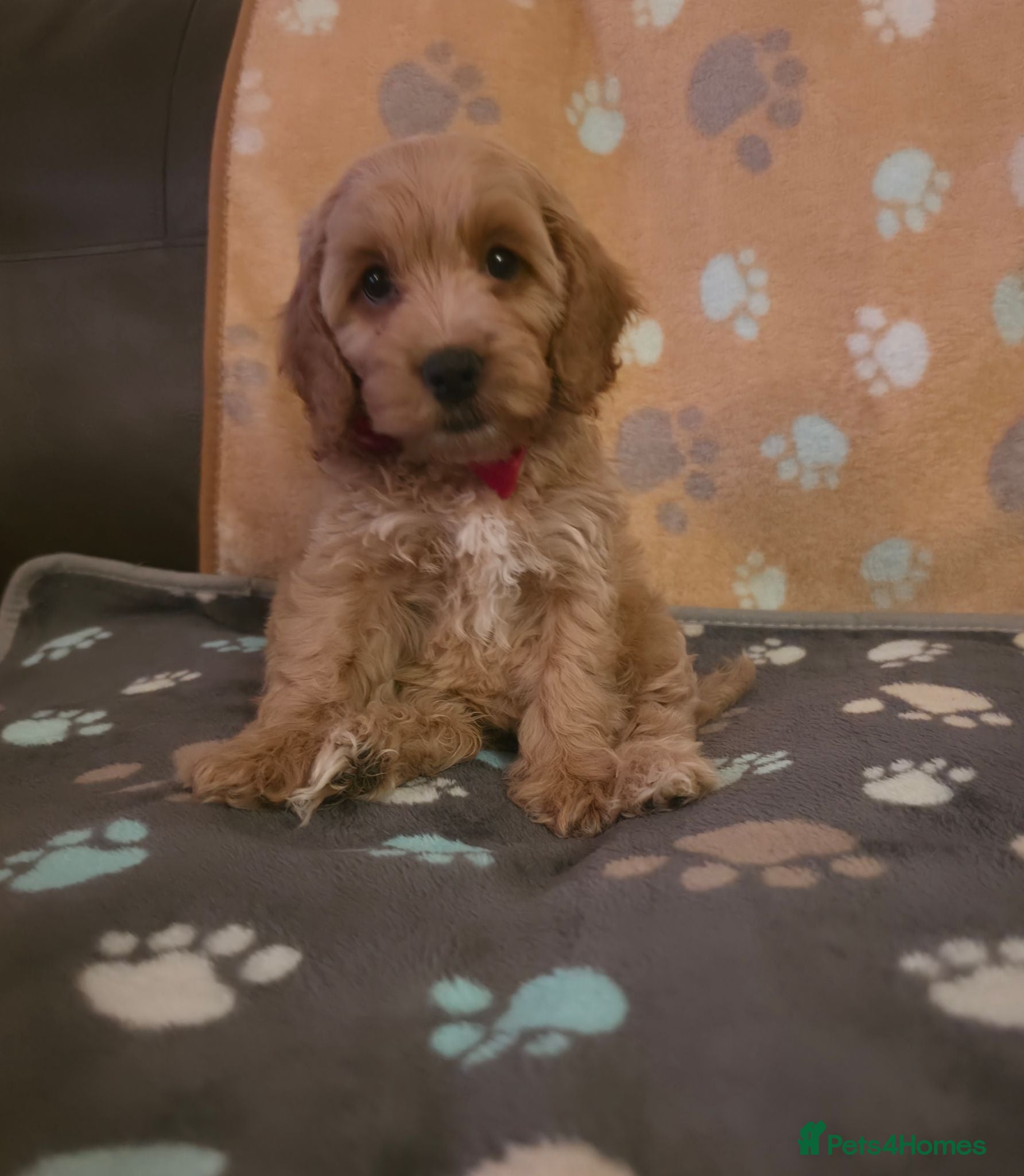 Cockapoo dogs Stunning F1 Cockapoo puppies  - Advert 5