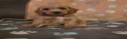 Cockapoo dogs for sale: READY NOW !! Stunning F1 female Cockapoo puppy  - Advert 1