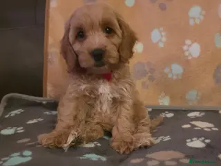 Cockapoo dogs Stunning F1 Cockapoo puppies - Advert 5