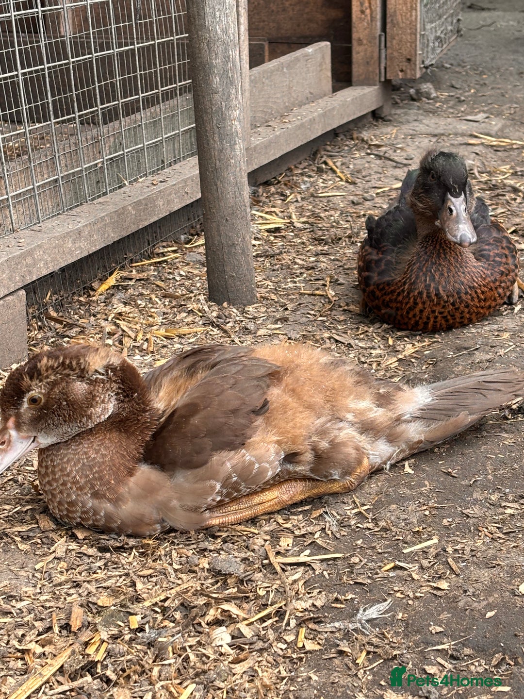 Ducks poultry for sale: Gorgeous and Muscovy ducklings - Image 2