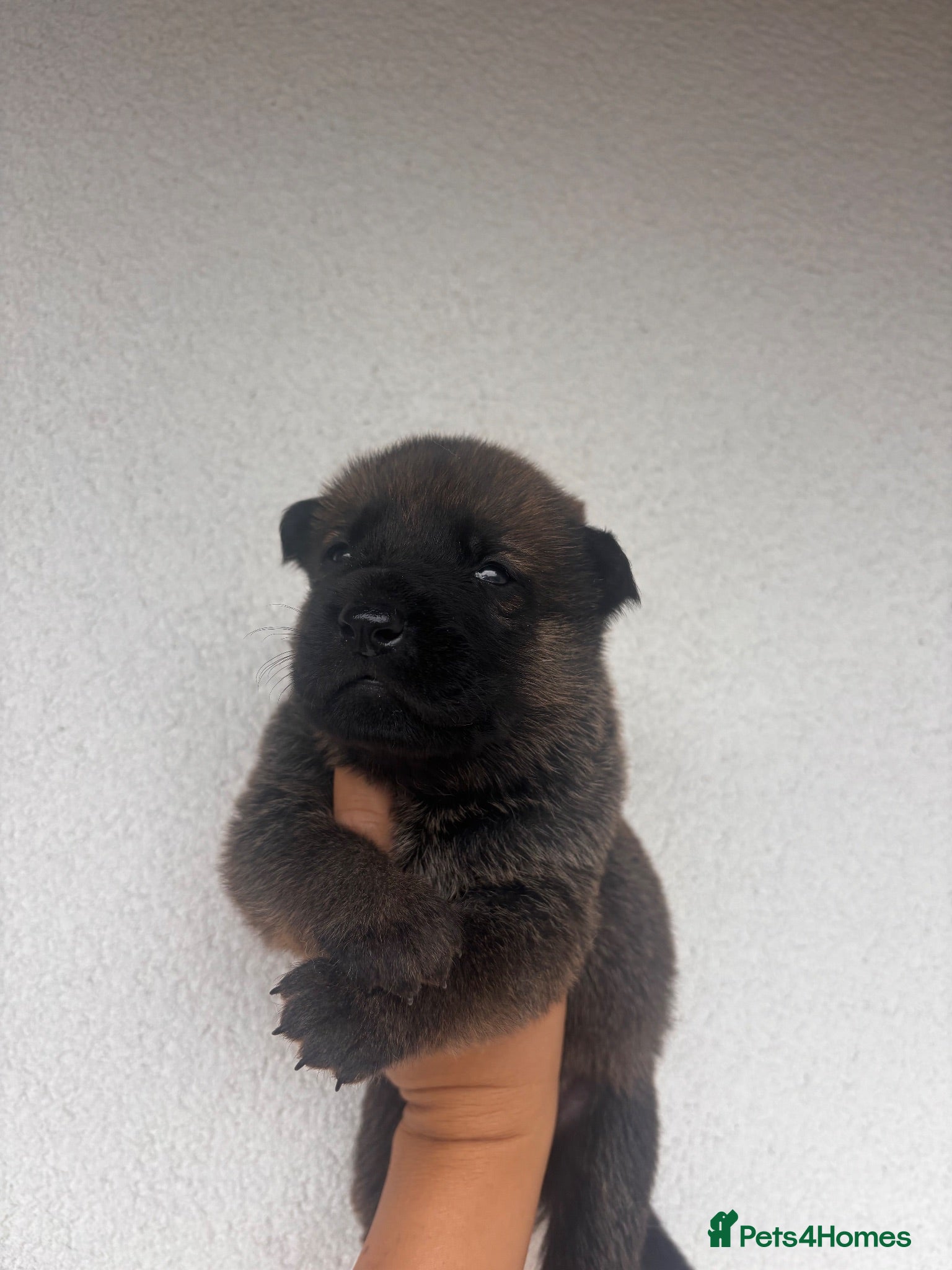 Mixed Breed dogs Beautiful GSD x Belgian Malinois Pups  - Advert 7