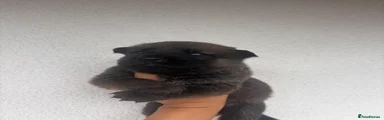 Mixed Breed 1