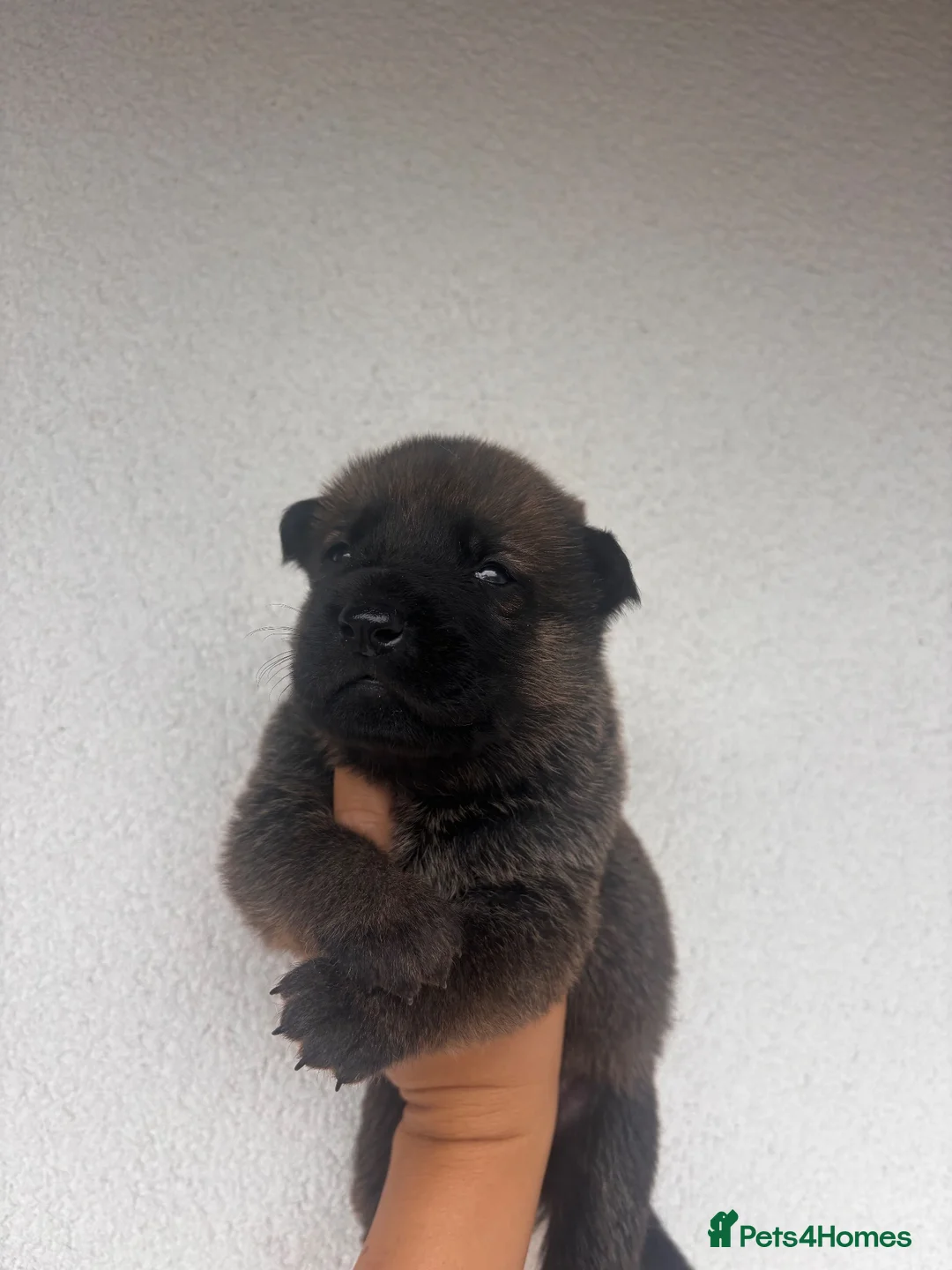 Mixed Breed dogs for sale: Beautiful GSD x Belgian Malinois Pups  - Advert 1