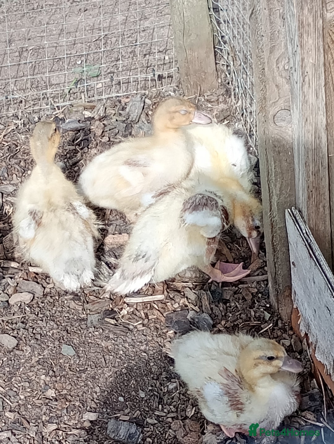 Ducks poultry for sale: Ducklings - Image 2