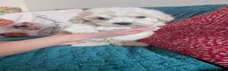 Maltipoo dogs for sale: *ready to leave*Genetically health tested maltipoo - Advert 2