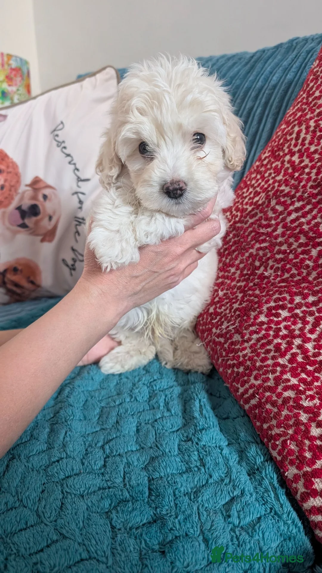 Maltipoo dogs for sale: *ready to leave*Genetically health tested maltipoo - Advert 2