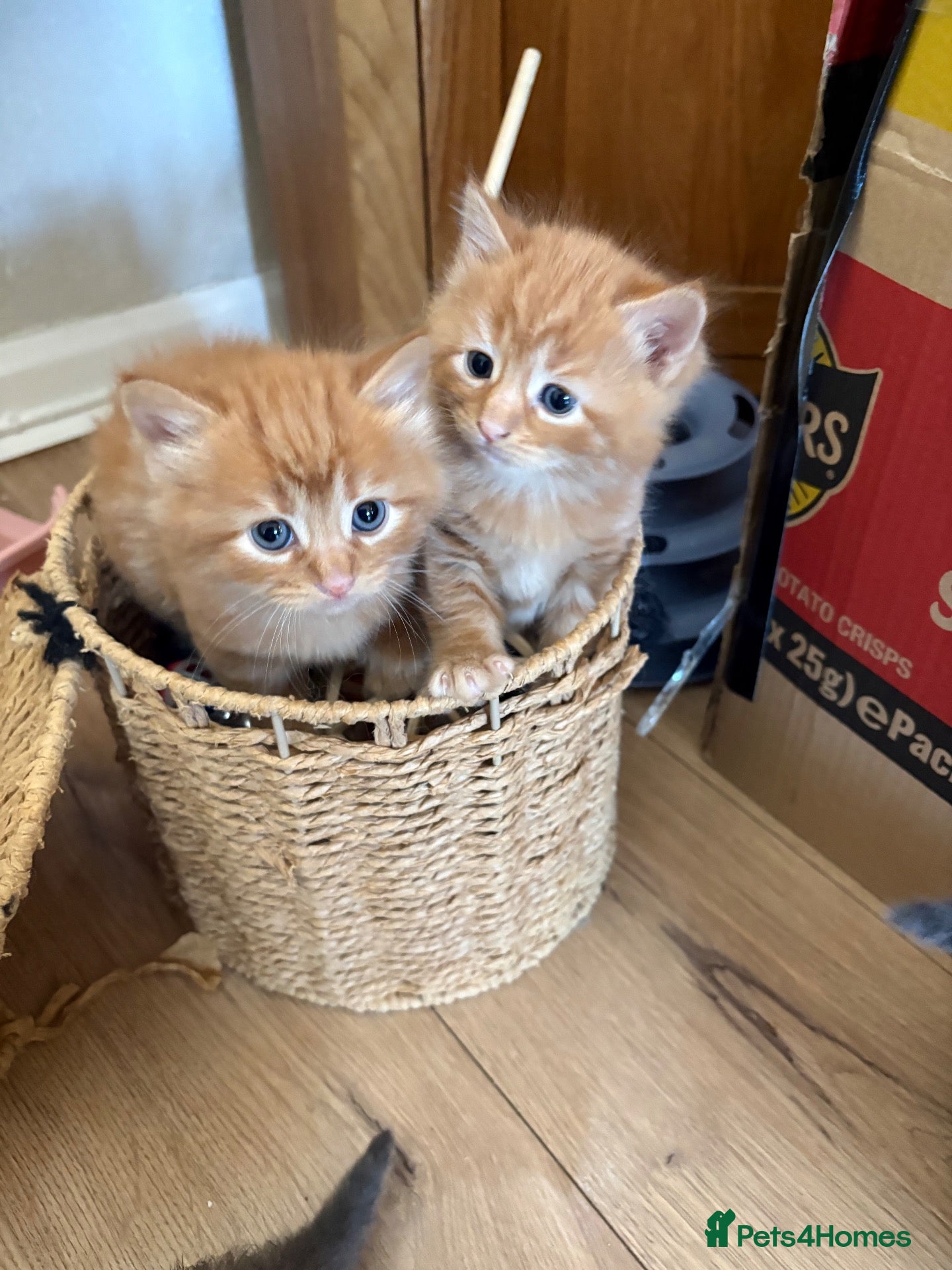 Mixed Breed cats Mixed Breed kittens  - Advert 5