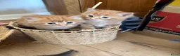 Mixed Breed cats for sale: Mixed Breed kittens  - Advert 1