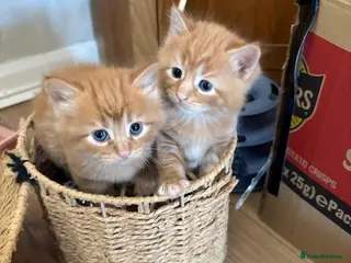 Mixed Breed cats Mixed Breed kittens - Advert 1